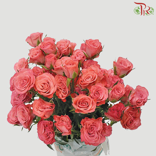 Rose Spray - Lucky Yoyo (5 Stems)-Pink-Vietnam-prflorist.com.my