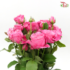 Rose Spray- Maui (10 Stems)-Pink-Kenya-prflorist.com.my