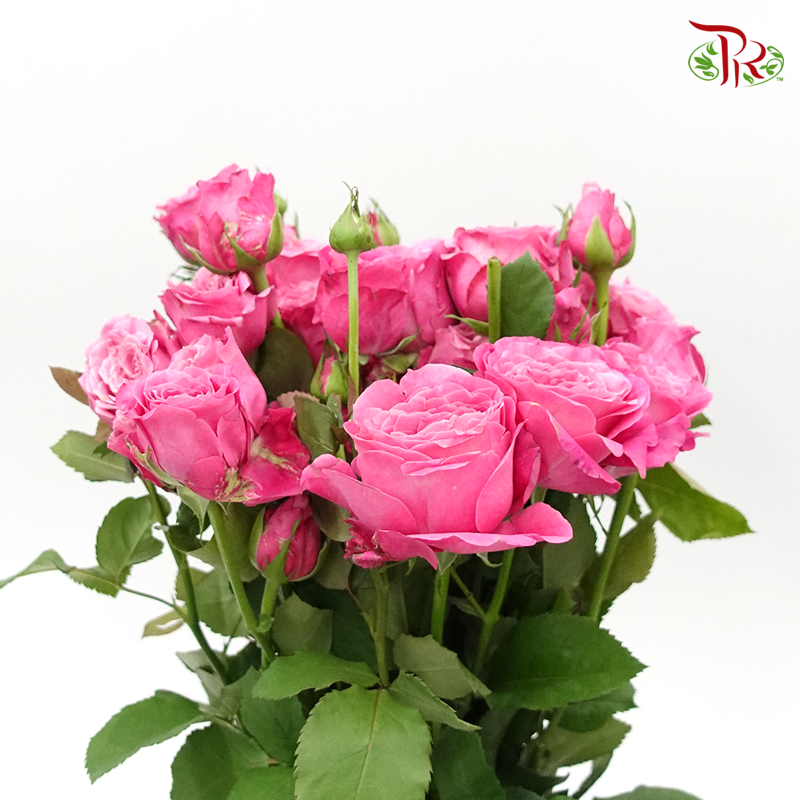 Rose Spray- Maui (10 Stems)-Pink-Kenya-prflorist.com.my