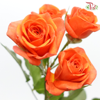 Rose Spray 《多头玫瑰》