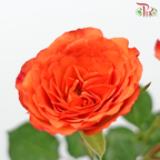 Rose Spray - Orange Barbie (10 Stems)-Orange-China-prflorist.com.my