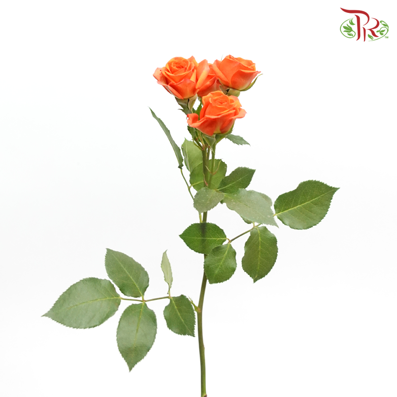 Rose Spray 《多头玫瑰》