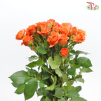 Rose Spray 《多头玫瑰》