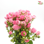 Rose Spray - Pink (10 Stems)-Pink-Kenya-prflorist.com.my