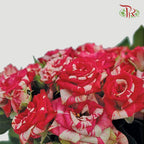 Rose Spray - Pink & White (10 Stems)-Pink-China-prflorist.com.my