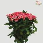 Rose Spray - Pink & White (10 Stems)-Pink-China-prflorist.com.my