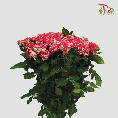 Rose Spray - Pink & White (10 Stems)-Pink-China-prflorist.com.my