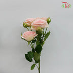 Rose Spray