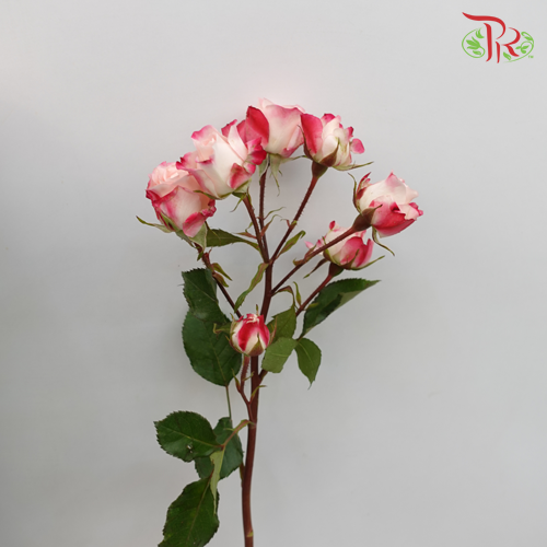 Rose Spray