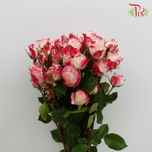 Rose Spray