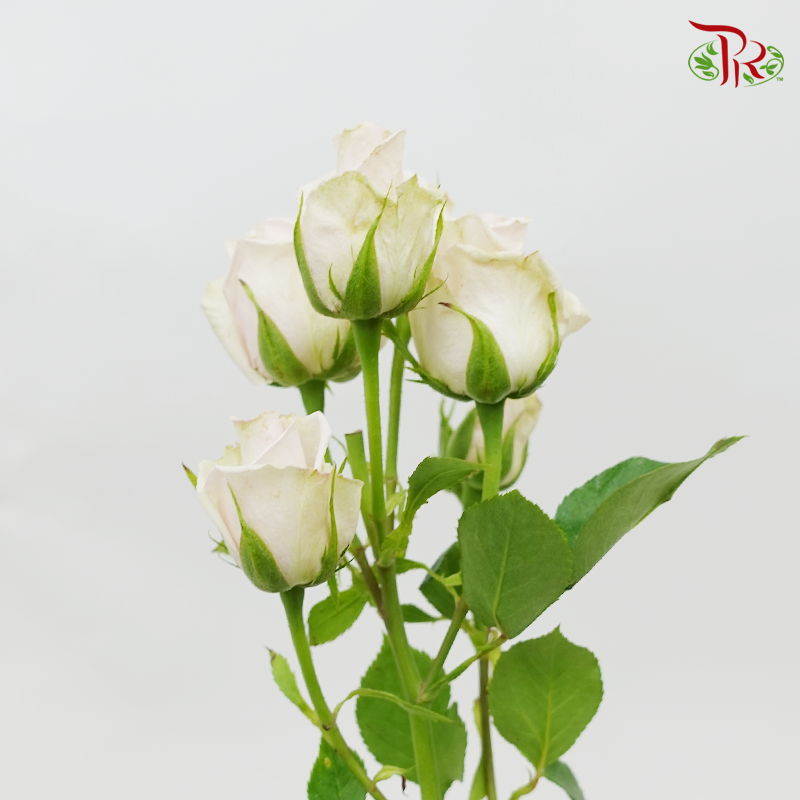 Rose Spray - Royal Porcelina (10 Stems)-Pink-Kenya-prflorist.com.my