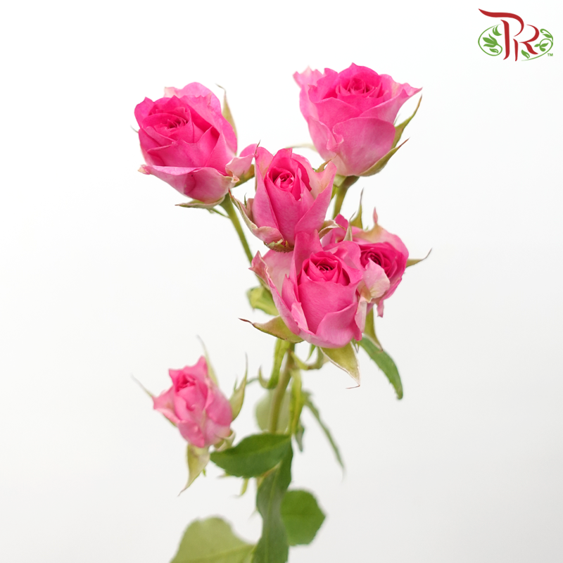 Rose Spray