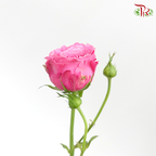 Rose Spray - Sauvignon Blanc (10 Stems)-Pink-China-prflorist.com.my