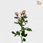 Rose Spray - Silver Shadow (10 Stems)-Purple-Kenya-prflorist.com.my