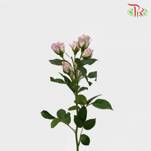 Rose Spray - Silver Shadow (10 Stems)-Purple-Kenya-prflorist.com.my