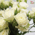 Rose Spray - Snowflake (10 Stems)-White-Kenya-prflorist.com.my