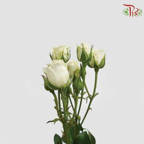 Rose Spray - Snowflake (10 Stems)-White-Kenya-prflorist.com.my