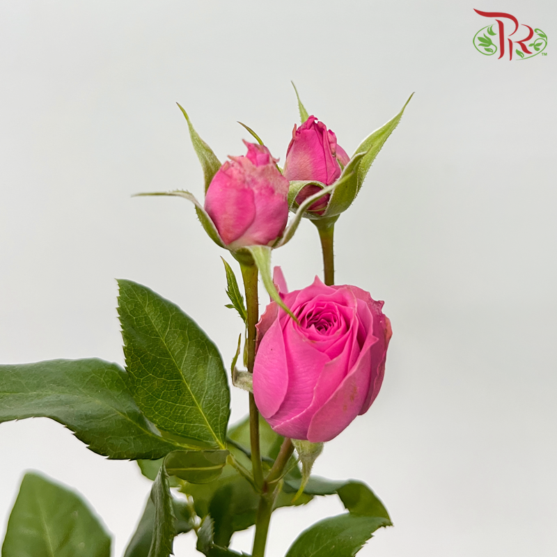 Rose Spray