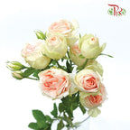 Rose Spray - Summer Rose (10 Stems)-Kenya-prflorist.com.my