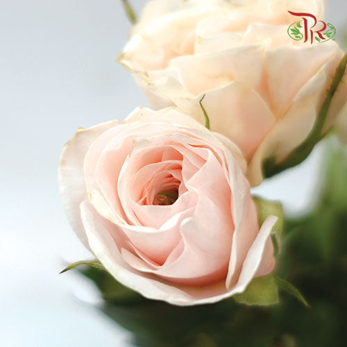 Rose Spray - Tambuzi Cream-Pink-Kenya-prflorist.com.my