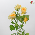 Rose Spray - Zephyr (10 Stems)-Avocado-China-prflorist.com.my