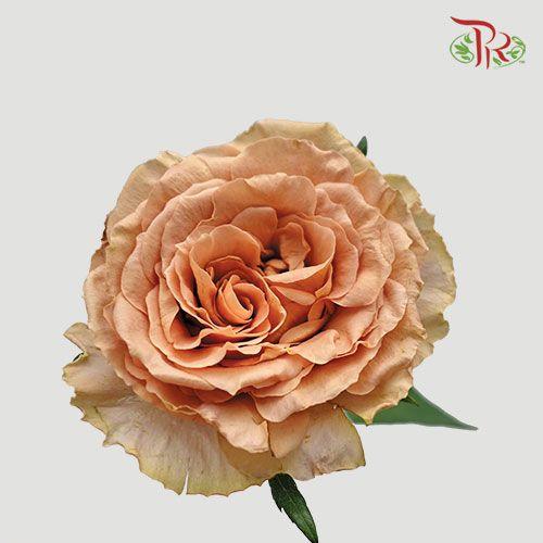 Rose - Toffee (10 Stems)-Brown-China-prflorist.com.my