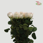 Rose - Vendella (10 Stems)-Cream-China-prflorist.com.my