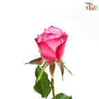 Rose - Violet (20 Stems)-Purple-China-prflorist.com.my