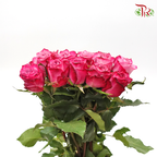 Rose - Violet (20 Stems)-Purple-China-prflorist.com.my