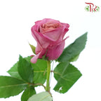 Rose - Violet Magenta (10 Stems)-Violet Magenta-China-prflorist.com.my