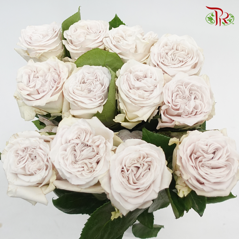 Rose - Westminster Abbey (10 Stems)-Grey-Kenya-prflorist.com.my