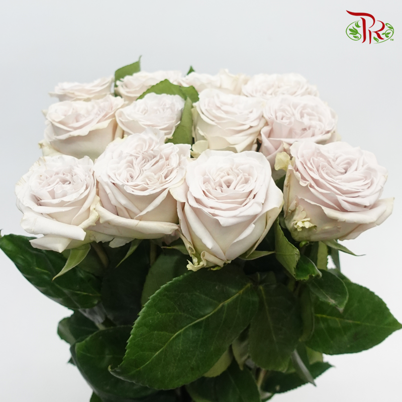 Rose - Westminster Abbey (10 Stems)-Grey-Kenya-prflorist.com.my