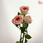 Rose Spray 《多头玫瑰》
