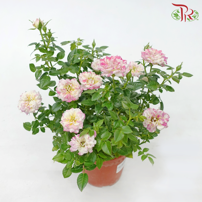 Rose《玫瑰》(RANDOMLY SELECTED)
