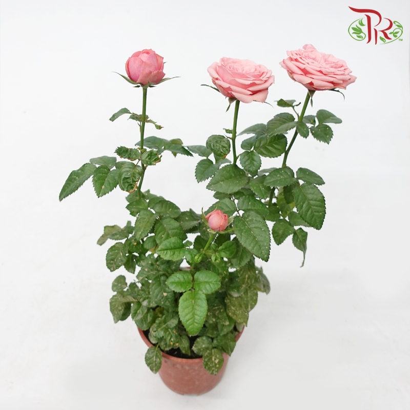 Rose《玫瑰》(RANDOMLY SELECTED)