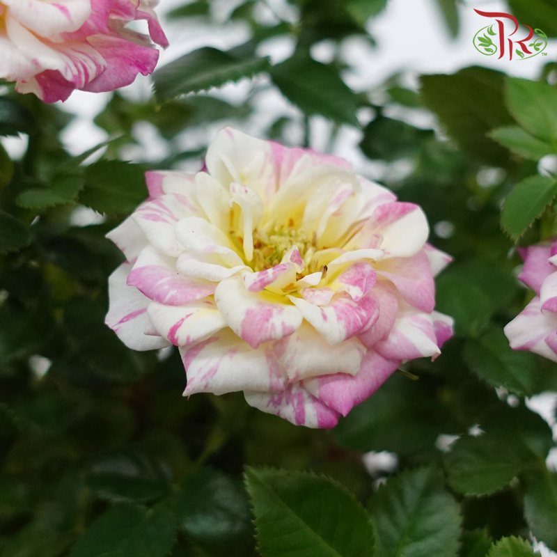 Rose《玫瑰》(RANDOMLY SELECTED)