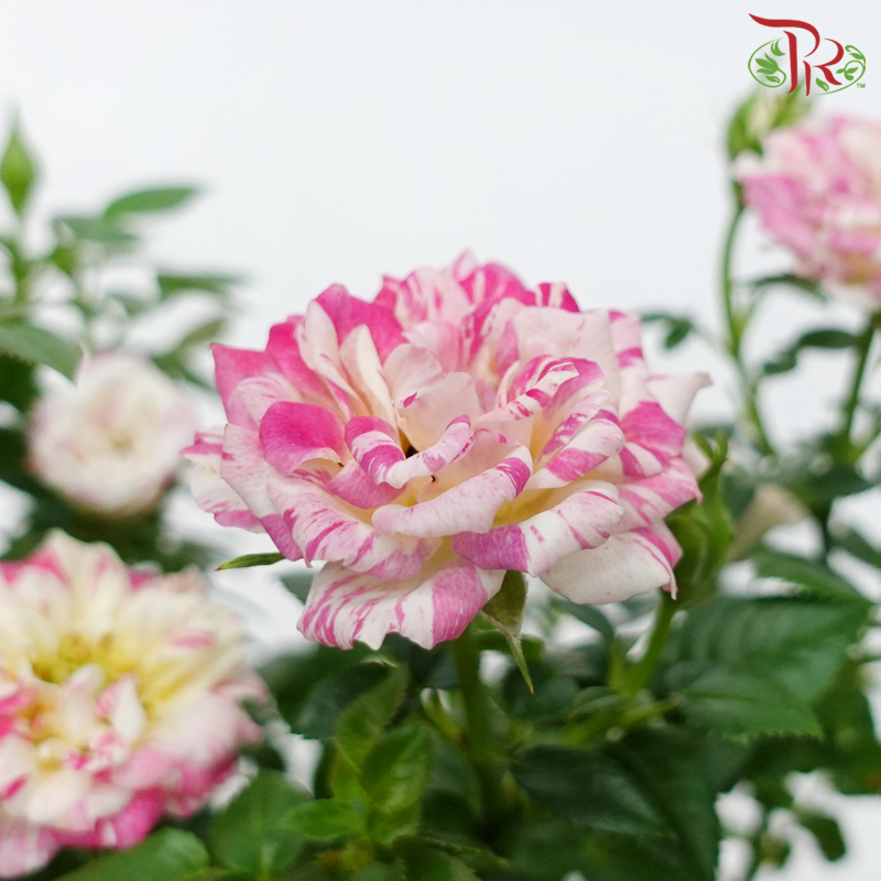 Rose《玫瑰》(RANDOMLY SELECTED)