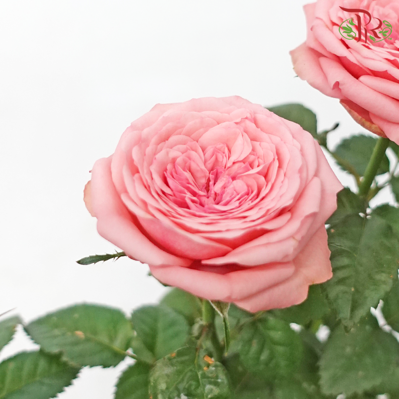 Rose《玫瑰》(RANDOMLY SELECTED)