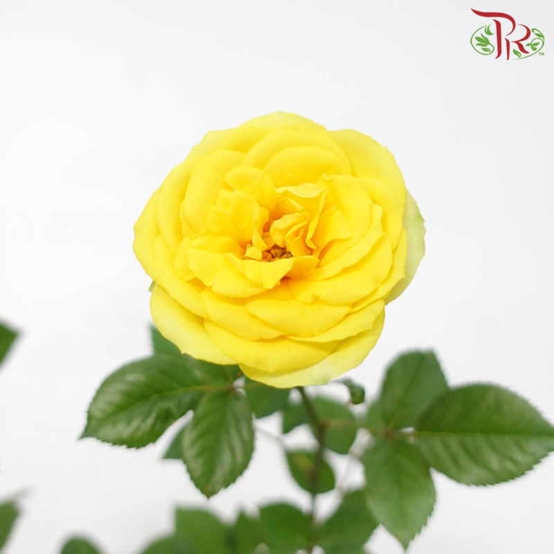 Rose《玫瑰》(RANDOMLY SELECTED)