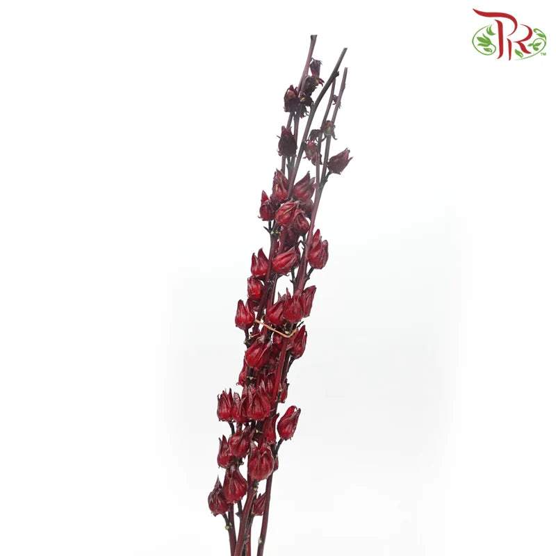 Roselle (per bunch) 《洛神花》