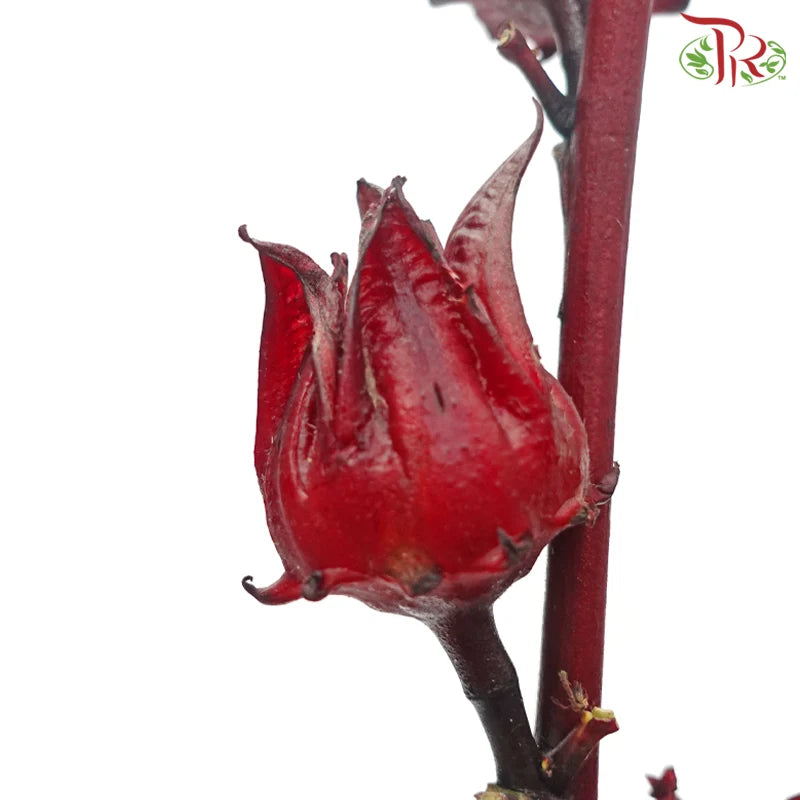 Roselle (per bunch) 《洛神花》