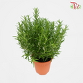 Rosemary P150《迷迭香》 (F02)