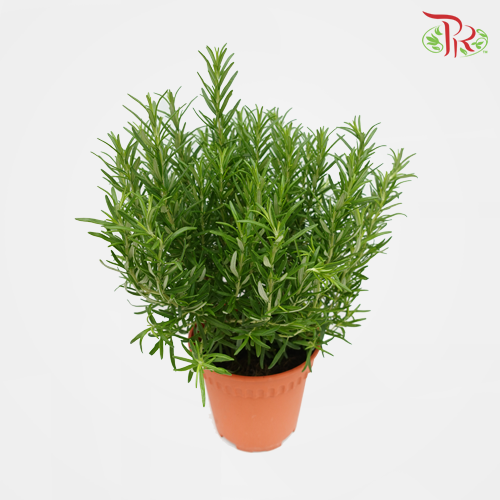 Rosemary P140《迷迭香》