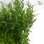 Rosemary P150《迷迭香》 (F02)
