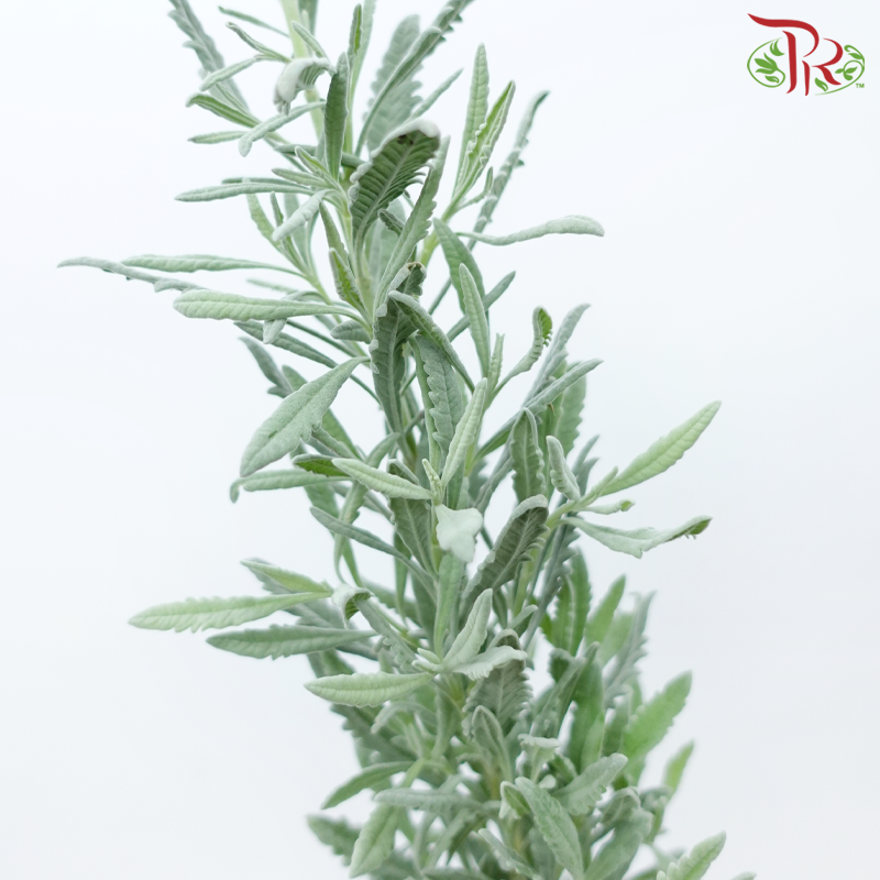 Rosemary (Per Bunch)-Malaysia-prflorist.com.my