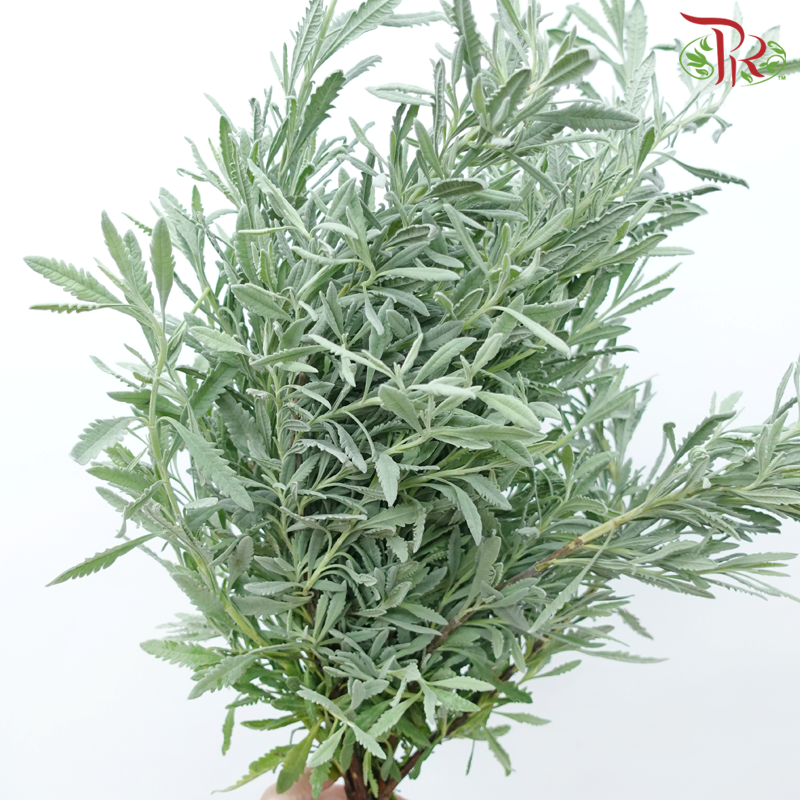 Rosemary (Per Bunch)-Malaysia-prflorist.com.my