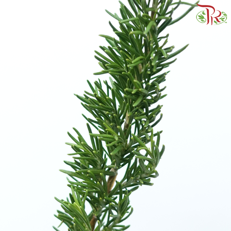 Rosmarinus - (Per Bunch)-China-prflorist.com.my