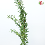 Rosmarinus - (Per Bunch)-China-prflorist.com.my
