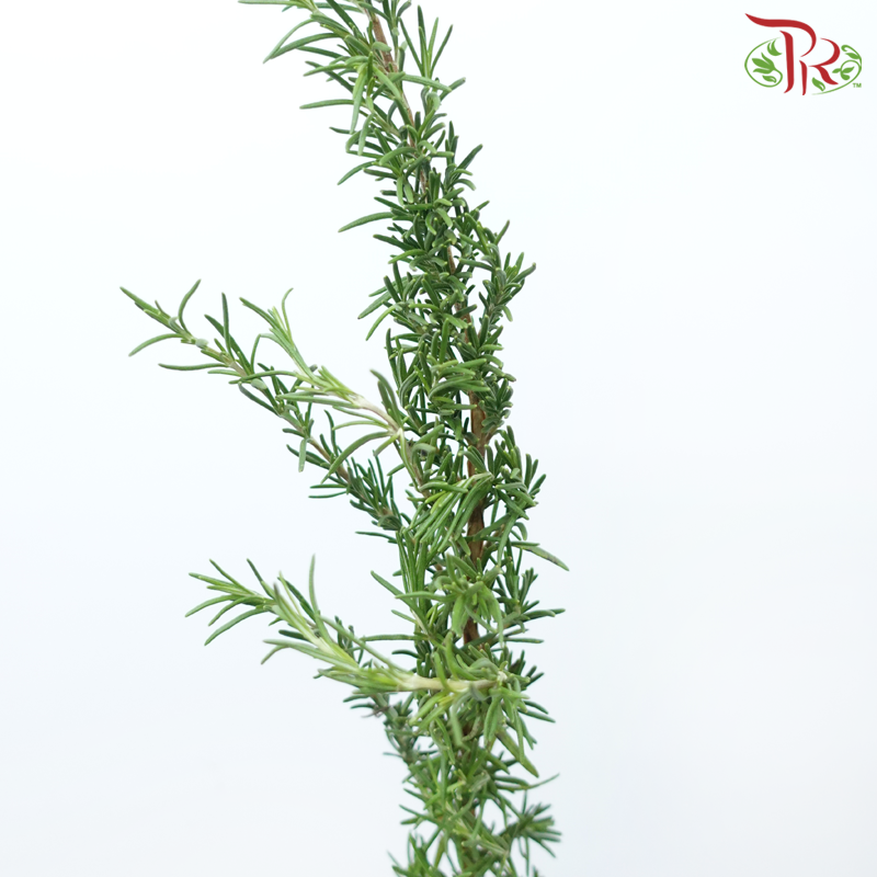 Rosmarinus - (Per Bunch)-China-prflorist.com.my