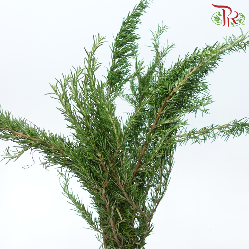 Rosmarinus - (Per Bunch)-China-prflorist.com.my